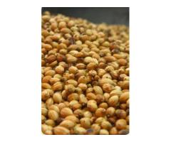 Shree Bhagwati Enterprise