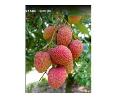 Mostafa Fruits & Agro