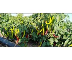 Raviraj Agro Trading