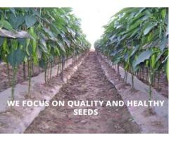 TAURUS SEEDS COMPANY
