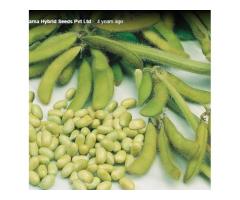 Suvarna Hybrid Seeds Pvt Ltd