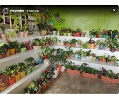 Indo American Hybrid Seeds